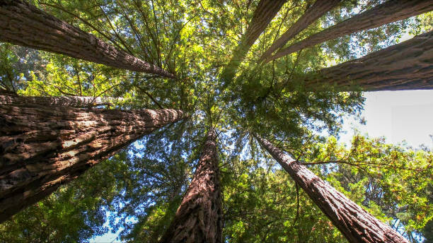 How Our Tree Care Process Works  in  Mountain Iron, MN