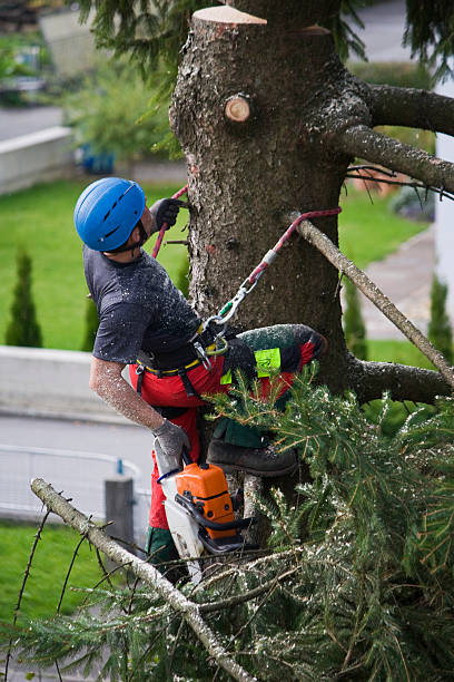 Mountain Iron, MN Tree Removal Company